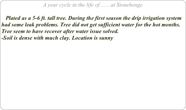 A year cycle in the life of ...... at Stonehenge

   Plated as a 5-6 ft. tall tree. During the first season the drip irrigation system had some leak problems. Tree did not get sufficient water for the hot months. Tree seem to have recover after water issue solved.
-Soil is dense with much clay. Location is sunny