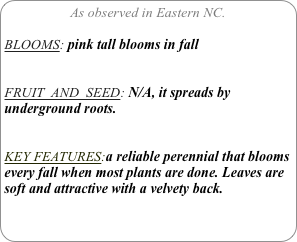 As observed in Eastern NC.

BLOOMS: pink tall blooms in fall


FRUIT  AND  SEED: N/A, it spreads by underground roots.


KEY FEATURES:a reliable perennial that blooms every fall when most plants are done. Leaves are soft and attractive with a velvety back.