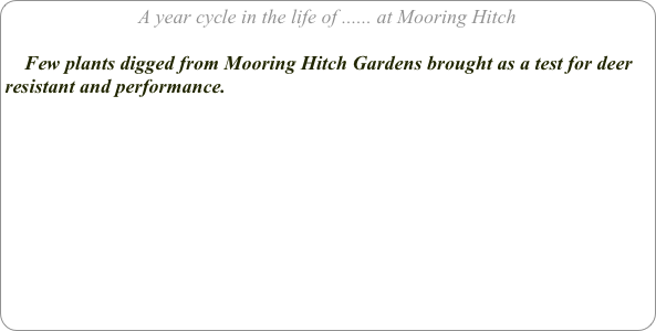 A year cycle in the life of ...... at Mooring Hitch

    Few plants digged from Mooring Hitch Gardens brought as a test for deer resistant and performance.


