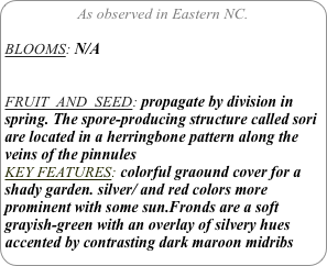 As observed in Eastern NC.

BLOOMS: N/A


FRUIT  AND  SEED: propagate by division in spring. The spore-producing structure called sori are located in a herringbone pattern along the veins of the pinnules
KEY FEATURES: colorful graound cover for a shady garden. silver/ and red colors more prominent with some sun.Fronds are a soft grayish-green with an overlay of silvery hues accented by contrasting dark maroon midribs