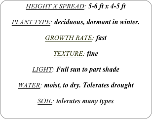 HEIGHT X SPREAD: 5-6 ft x 4-5 ft

PLANT TYPE: deciduous, dormant in winter.

GROWTH RATE: fast

TEXTURE: fine

LIGHT: Full sun to part shade

WATER: moist, to dry. Tolerates drought

SOIL: tolerates many types
