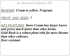 As observed in Eastern NC.

BLOOMS: Cream to yellow. Fragrant.

FRUIT  AND  SEED: ?

KEY FEATURES: Snow Cream has larger leaves and grows much faster than other forms.
Gold Rush is a robust plant with far more blooms than other cultivars.
Deer resistant.
