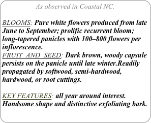 As observed in Coastal NC.

BLOOMS: Pure white flowers produced from late June to September; prolific recurrent bloom; long-tapered panicles with 100–800 flowers per inflorescence.
FRUIT  AND  SEED: Dark brown, woody capsule persists on the panicle until late winter.Readily propagated by softwood, semi-hardwood, hardwood, or root cuttings.

KEY FEATURES: all year around interest. Handsome shape and distinctive exfoliating bark.