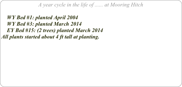 A year cycle in the life of ...... at Mooring Hitch

    WY Bed #1: planted April 2004
    WY Bed #3: planted March 2014
    EY Bed #15: (2 trees) planted March 2014
All plants started about 4 ft tall at planting.



