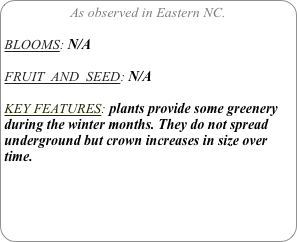 As observed in Eastern NC.

BLOOMS: N/A

FRUIT  AND  SEED: N/A

KEY FEATURES: plants provide some greenery during the winter months. They do not spread underground but crown increases in size over time.
