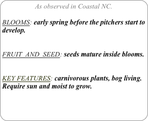 As observed in Coastal NC.

BLOOMS: early spring before the pitchers start to develop.


FRUIT  AND  SEED: seeds mature inside blooms.


KEY FEATURES: carnivorous plants, bog living. Require sun and moist to grow.