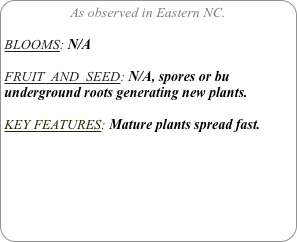 As observed in Eastern NC.

BLOOMS: N/A

FRUIT  AND  SEED: N/A, spores or bu underground roots generating new plants.

KEY FEATURES: Mature plants spread fast.
