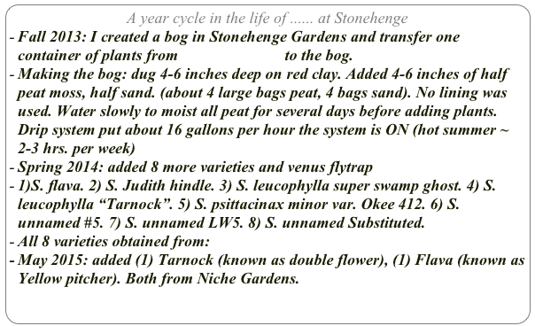 A year cycle in the life of ...... at Stonehenge
Fall 2013: I created a bog in Stonehenge Gardens and transfer one container of plants from Mooring Hitch to the bog. 
Making the bog: dug 4-6 inches deep on red clay. Added 4-6 inches of half peat moss, half sand. (about 4 large bags peat, 4 bags sand). No lining was used. Water slowly to moist all peat for several days before adding plants. Drip system put about 16 gallons per hour the system is ON (hot summer ~ 2-3 hrs. per week)
Spring 2014: added 8 more varieties and venus flytrap
1)S. flava. 2) S. Judith hindle. 3) S. leucophylla super swamp ghost. 4) S. leucophylla “Tarnock”. 5) S. psittacinax minor var. Okee 412. 6) S. unnamed #5. 7) S. unnamed LW5. 8) S. unnamed Substituted. 
All 8 varieties obtained from: Carnivorousplantconnection.com
May 2015: added (1) Tarnock (known as double flower), (1) Flava (known as Yellow pitcher). Both from Niche Gardens.
