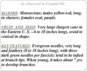 As observed in Coastal NC.

BLOOMS: Monoecious; males yellow-red, long, in clusters; females oval, purple. 

FRUIT  AND  SEED: Very large (largest cone in the Eastern U. S. --6 to 10 inches long), ovoid to conical in shape.

KEY FEATURES: Evergreen needles, very long and feathery (8 to 18 inches long), with three dark green needles per fascicle; tend to be tufted at branch tips. When young, it takes about 7 yrs. to develop branches.
