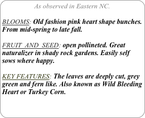 As observed in Eastern NC.

BLOOMS: Old fashion pink heart shape bunches. From mid-spring to late fall.

FRUIT  AND  SEED: open pollineted. Great naturalizer in shady rock gardens. Easily self sows where happy.

KEY FEATURES: The leaves are deeply cut, grey green and fern like. Also known as Wild Bleeding Heart or Turkey Corn.
