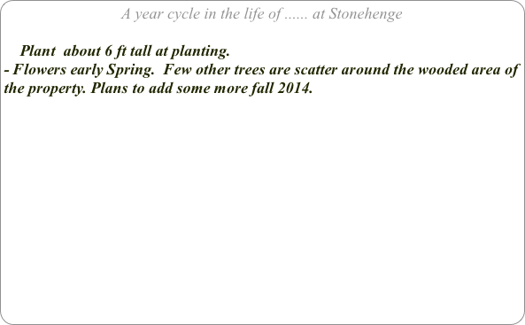 A year cycle in the life of ...... at Stonehenge

    Plant  about 6 ft tall at planting.
- Flowers early Spring.  Few other trees are scatter around the wooded area of the property. Plans to add some more fall 2014.
