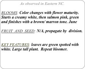 As observed in Eastern NC.

BLOOMS: Color changes with flower maturity. Starts a creamy white, then salmon pink, green and finishes with a brown/ marron tone. June

FRUIT  AND  SEED: N/A, propagate by  division.


KEY FEATURES: leaves are green spotted with white. Large tall plant.  Repeat bloomer.