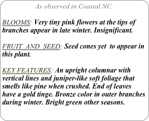 As observed in Coastal NC.

BLOOMS: Very tiny pink flowers at the tips of branches appear in late winter. Insignificant.

FRUIT  AND  SEED: Seed cones yet  to appear in this plant.

KEY FEATURES: An upright columnar with vertical lines and juniper-like soft foliage that smells like pine when crushed. End of leaves have a gold tinge. Bronze color in outer branches during winter. Bright green other seasons.