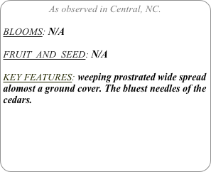 As observed in Central, NC.

BLOOMS: N/A

FRUIT  AND  SEED: N/A

KEY FEATURES: weeping prostrated wide spread alomost a ground cover. The bluest needles of the cedars.
