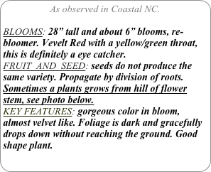 As observed in Coastal NC.

BLOOMS: 28” tall and about 6” blooms, re-bloomer. Vevelt Red with a yellow/green throat, this is definitely a eye catcher.
FRUIT  AND  SEED: seeds do not produce the same variety. Propagate by division of roots.
Sometimes a plants grows from hill of flower stem, see photo below.
KEY FEATURES: gorgeous color in bloom, almost velvet like. Foliage is dark and gracefully drops down without reaching the ground. Good shape plant.
