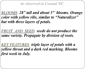 As observed in Coastal NC.

BLOOMS: 28” tall and about 5”  blooms. Orange color with yellow ribs, similar to “Naturalizer” but with three layers of petals.

FRUIT  AND  SEED: seeds do not produce the same variety. Propagate by division of roots.

KEY FEATURES: triple layer of petals with a yellow throat and a dark red marking. Blooms first week in July.
