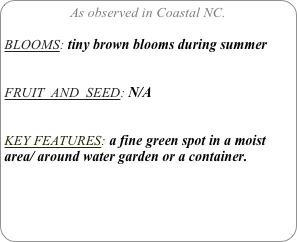 As observed in Coastal NC.

BLOOMS: tiny brown blooms during summer


FRUIT  AND  SEED: N/A


KEY FEATURES: a fine green spot in a moist area/ around water garden or a container.