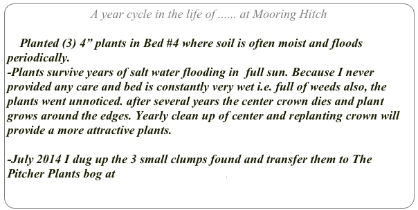A year cycle in the life of ...... at Mooring Hitch

    Planted (3) 4” plants in Bed #4 where soil is often moist and floods periodically.
-Plants survive years of salt water flooding in  full sun. Because I never provided any care and bed is constantly very wet i.e. full of weeds also, the plants went unnoticed. after several years the center crown dies and plant grows around the edges. Yearly clean up of center and replanting crown will provide a more attractive plants.

-July 2014 I dug up the 3 small clumps found and transfer them to The Pitcher Plants bog at Stonehenge Gardens.