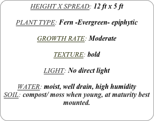 HEIGHT X SPREAD: 12 ft x 5 ft

PLANT TYPE: Fern -Evergreen- epiphytic

GROWTH RATE: Moderate

TEXTURE: bold

LIGHT: No direct light

WATER: moist, well drain, high humidity
SOIL: compost/ moss when young, at maturity best mounted.
