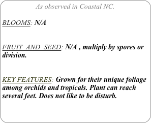 As observed in Coastal NC.

BLOOMS: N/A


FRUIT  AND  SEED: N/A , multiply by spores or division.


KEY FEATURES: Grown for their unique foliage among orchids and tropicals. Plant can reach several feet. Does not like to be disturb.