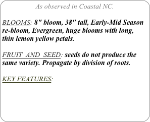 As observed in Coastal NC.

BLOOMS: 8" bloom, 38" tall, Early-Mid Season re-bloom, Evergreen, huge blooms with long, thin lemon yellow petals.

FRUIT  AND  SEED: seeds do not produce the same variety. Propagate by division of roots.

KEY FEATURES: 
