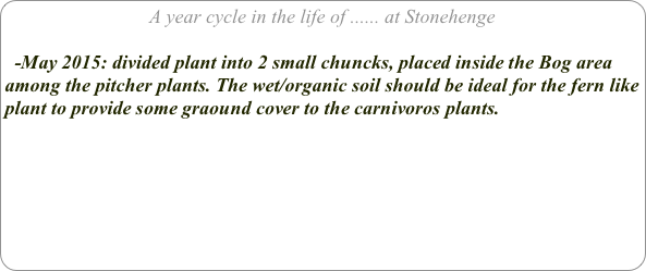 A year cycle in the life of ...... at Stonehenge

  -May 2015: divided plant into 2 small chuncks, placed inside the Bog area among the pitcher plants. The wet/organic soil should be ideal for the fern like plant to provide some graound cover to the carnivoros plants.
