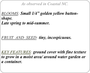 As observed in Coastal NC.

BLOOMS: Small 1/4” golden yellow button-shape.
Late spring to mid-summer.


FRUIT  AND  SEED: tiny, incospicuous.


KEY FEATURES: ground cover with fine texture to grow in a moist area/ around water garden or a container.