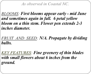 As observed in Coastal NC.

BLOOMS: First blooms appear early - mid June and sometimes again in fall.  6 petal yellow bloom on a thin stem. Flower pen extends 2-3 inches diameter.

FRUIT  AND  SEED: N/A. Propagate by dividing bulbs.

KEY FEATURES: Fine greenery of thin blades with small flowers about 6 inches from the ground.