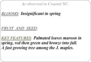 As observed in Coastal NC.

BLOOMS: Insignificant in spring


FRUIT  AND  SEED: 

KEY FEATURES: Palmated leaves maroon in spring, red then green and bronze into fall.
A fast growing tree among the J. maples.