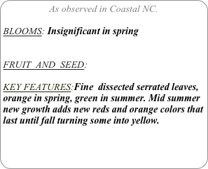 As observed in Coastal NC.

BLOOMS: Insignificant in spring


FRUIT  AND  SEED: 

KEY FEATURES:Fine  dissected serrated leaves, orange in spring, green in summer. Mid summer new growth adds new reds and orange colors that last until fall turning some into yellow.