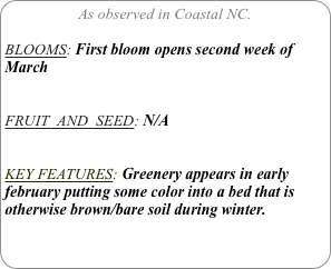 As observed in Coastal NC.

BLOOMS: First bloom opens second week of March


FRUIT  AND  SEED: N/A


KEY FEATURES: Greenery appears in early february putting some color into a bed that is otherwise brown/bare soil during winter.