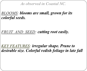 As observed in Coastal NC.

BLOOMS: blooms are small, grown for its colorful seeds.


FRUIT  AND  SEED: cutting root easily.


KEY FEATURES: irregular shape. Prune to desirable size. Colorful redish foliage in late fall