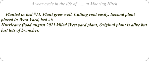 A year cycle in the life of ...... at Mooring Hitch

    Planted in bed #11. Plant grew well. Cutting root easily. Second plant placed in West Yard, bed #6
Hurricane flood august 2011 killed West yard plant, Original plant is alive but lost lots of branches.


