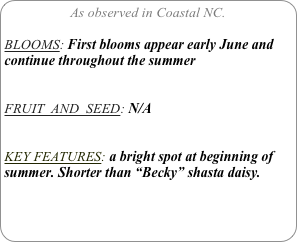 As observed in Coastal NC.

BLOOMS: First blooms appear early June and continue throughout the summer


FRUIT  AND  SEED: N/A


KEY FEATURES: a bright spot at beginning of summer. Shorter than “Becky” shasta daisy.