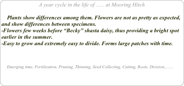 A year cycle in the life of ...... at Mooring Hitch

    Plants show differences among them. Flowers are not as pretty as expected, and show differences between specimens.
-Flowers few weeks before “Becky” shasta daisy, thus providing a bright spot earlier in the summer.
-Easy to grow and extremely easy to divide. Forms large patches with time.



     Emerging time, Fertilization, Pruning, Thinning, Seed Collecting, Cutting, Roots, Division,.......