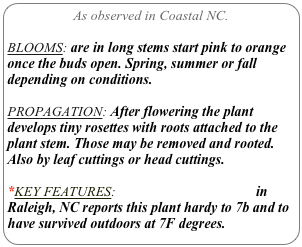 As observed in Coastal NC.

BLOOMS: are in long stems start pink to orange once the buds open. Spring, summer or fall depending on conditions. 

PROPAGATION: After flowering the plant develops tiny rosettes with roots attached to the plant stem. Those may be removed and rooted.
Also by leaf cuttings or head cuttings.

*KEY FEATURES: Plant Delights Nursery in Raleigh, NC reports this plant hardy to 7b and to have survived outdoors at 7F degrees.