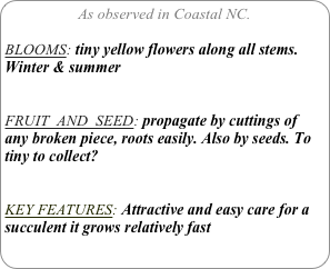 As observed in Coastal NC.

BLOOMS: tiny yellow flowers along all stems.
Winter & summer


FRUIT  AND  SEED: propagate by cuttings of any broken piece, roots easily. Also by seeds. To tiny to collect?


KEY FEATURES: Attractive and easy care for a succulent it grows relatively fast