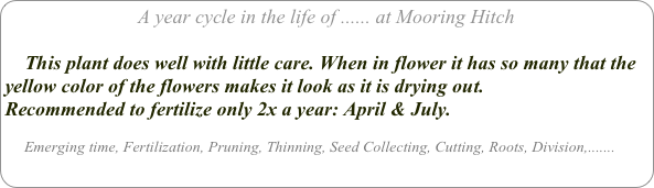 A year cycle in the life of ...... at Mooring Hitch

    This plant does well with little care. When in flower it has so many that the yellow color of the flowers makes it look as it is drying out.
Recommended to fertilize only 2x a year: April & July.

     Emerging time, Fertilization, Pruning, Thinning, Seed Collecting, Cutting, Roots, Division,.......