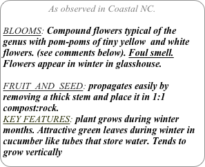 As observed in Coastal NC.

BLOOMS: Compound flowers typical of the genus with pom-poms of tiny yellow  and white flowers. (see comments below). Foul smell. Flowers appear in winter in glasshouse.

FRUIT  AND  SEED: propagates easily by removing a thick stem and place it in 1:1 compost:rock.
KEY FEATURES: plant grows during winter months. Attractive green leaves during winter in cucumber like tubes that store water. Tends to grow vertically