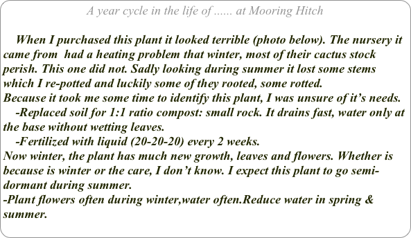 A year cycle in the life of ...... at Mooring Hitch

    When I purchased this plant it looked terrible (photo below). The nursery it came from  had a heating problem that winter, most of their cactus stock perish. This one did not. Sadly looking during summer it lost some stems which I re-potted and luckily some of they rooted, some rotted.
Because it took me some time to identify this plant, I was unsure of it’s needs.
    -Replaced soil for 1:1 ratio compost: small rock. It drains fast, water only at the base without wetting leaves. 
    -Fertilized with liquid (20-20-20) every 2 weeks.
Now winter, the plant has much new growth, leaves and flowers. Whether is because is winter or the care, I don’t know. I expect this plant to go semi-dormant during summer.
-Plant flowers often during winter,water often.Reduce water in spring & summer.