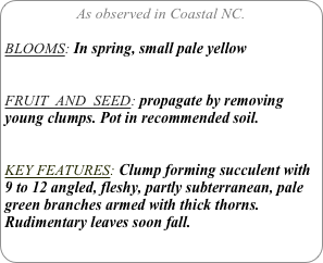 As observed in Coastal NC.

BLOOMS: In spring, small pale yellow


FRUIT  AND  SEED: propagate by removing young clumps. Pot in recommended soil.


KEY FEATURES: Clump forming succulent with 9 to 12 angled, fleshy, partly subterranean, pale green branches armed with thick thorns. Rudimentary leaves soon fall.