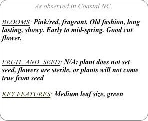 As observed in Coastal NC.

BLOOMS: Pink/red, fragrant. Old fashion, long lasting, showy. Early to mid-spring. Good cut flower.


FRUIT  AND  SEED: N/A: plant does not set seed, flowers are sterile, or plants will not come true from seed
KEY FEATURES: Medium leaf size, green