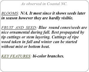 As observed in Coastal NC.

BLOOMS: N/A. It most since it shows seeds later in season however they are hardly visible.

FRUIT  AND  SEED: Blue  round cones/seeds are nice ornamental during fall. Best propagated by tip cuttings or stem layering. Cuttings of ripe wood taken in fall and winter can be started without mist or bottom heat.

KEY FEATURES: bi-color branches. 