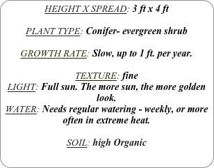 HEIGHT X SPREAD: 3 ft x 4 ft

PLANT TYPE: Conifer- evergreen shrub

GROWTH RATE: Slow, up to 1 ft. per year.

TEXTURE: fine
LIGHT: Full sun. The more sun, the more golden look.
WATER: Needs regular watering - weekly, or more often in extreme heat.
SOIL: high Organic
