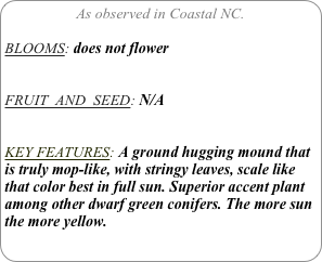 As observed in Coastal NC.

BLOOMS: does not flower


FRUIT  AND  SEED: N/A


KEY FEATURES: A ground hugging mound that is truly mop-like, with stringy leaves, scale like that color best in full sun. Superior accent plant among other dwarf green conifers. The more sun the more yellow.