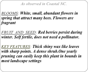 As observed in Coastal NC.

BLOOMS: White, small, abundant flowers in spring that attract many bees. Flowers are fragrant

FRUIT  AND  SEED: Red berries persist during winter. Self fertile, does not need a pollinator.

KEY FEATURES: Thick shiny wax like leaves with sharp points. A dense shrub.One yearly pruning can easily keep this plant in bounds in most landscape settings