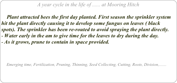 A year cycle in the life of ...... at Mooring Hitch

    Plant attracted bees the first day planted. First season the sprinkler system hit the plant directly causing it to develop some fungus on leaves ( black spots). The sprinkler has been re-routed to avoid spraying the plant directly. 
Water early in the am to give time for the leaves to dry during the day.
As it grows, prune to contain in space provided.



     Emerging time, Fertilization, Pruning, Thinning, Seed Collecting, Cutting, Roots, Division,.......