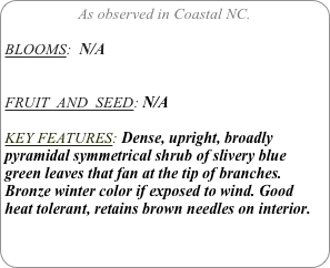 As observed in Coastal NC.

BLOOMS:  N/A


FRUIT  AND  SEED: N/A

KEY FEATURES: Dense, upright, broadly pyramidal symmetrical shrub of slivery blue green leaves that fan at the tip of branches. Bronze winter color if exposed to wind. Good heat tolerant, retains brown needles on interior.