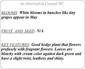 As observed in Coastal NC.

BLOOMS: White blooms in bunches like tiny grapes appear in May


FRUIT  AND  SEED: N/A


KEY FEATURES: Good hedge plant that flowers profusely with fragrant flowers. Leaves are blotchy with cream color against dark green and have a slight twist, leathery and shiny.
