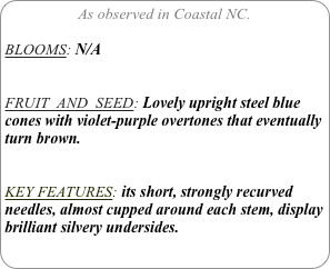 As observed in Coastal NC.

BLOOMS: N/A


FRUIT  AND  SEED: Lovely upright steel blue cones with violet-purple overtones that eventually turn brown.


KEY FEATURES: its short, strongly recurved needles, almost cupped around each stem, display brilliant silvery undersides.